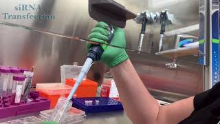 siRNA Transfection Video [upl. by Nahsaj]