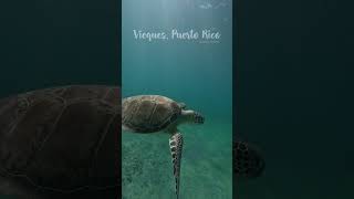 Snorkeling in vieques Puerto Rico [upl. by Hermine]