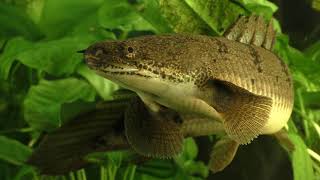 Secrets of the Polypterus [upl. by Odlawso]