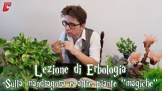 Lezione di Erbologia  Sulla mandragora e altre piante quotmagichequot [upl. by Ahk121]