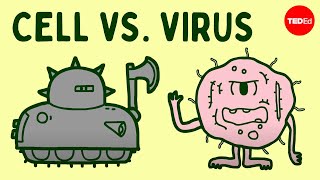 Cell vs virus A battle for health  Shannon Stiles [upl. by Pantheas]