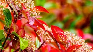 সিজিজিয়াম গাছের সম্পূর্ণ পরিচর্যাsyzygium plantPhotinia red robin plant carenature [upl. by Palocz691]