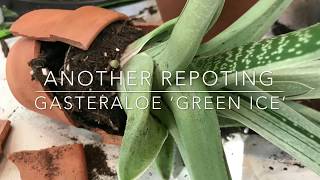 Gasteraloe ‘Green Ice’ Repotting [upl. by Nadia]