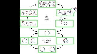 Virus Lysogenic amp Lytic Cycle Animation HD 2017 [upl. by Chlores726]