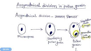 Asymatrical division in pollen grain [upl. by Rochette]