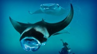 Maldives diving paradise full documentary [upl. by Kristie632]