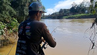 Ikan buruan para pemancing dasaran  sungai jelai kuala lipis pahang wms292 [upl. by Morton]