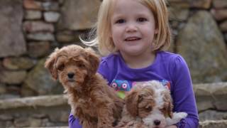 Goldendoodle Puppies Playing With Our Kids [upl. by Oflodor]