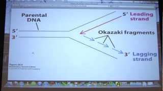 42 Biochemistry DNA Replication II Lecture for Kevin Aherns BB 451551 [upl. by Assilram]