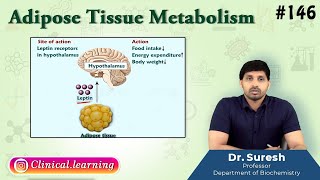 146 Adipose Tissue Metabolism [upl. by Tabitha837]