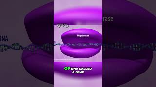 Decoding the Secrets of DNA How Genes Build Proteins [upl. by Ortiz666]