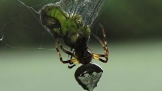 Arrowhead Spider close view of injecting venom and rolling prey Verrucosa arenata [upl. by Ludeman]