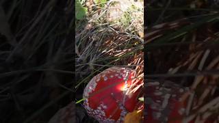 Amanita muscaria 🍄mushroom nature природа ліс wildlife [upl. by Viking898]