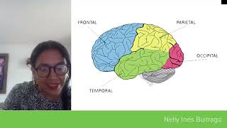 Estructuras subcorticales y estructuras corticales  Eje 4  Neuroanatomía Funcional [upl. by Luce]