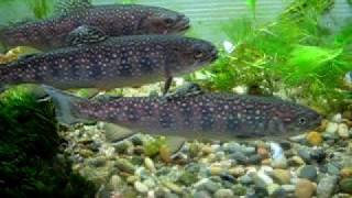 【PET】 Brook charrs so called Brook trout [upl. by Leynad]