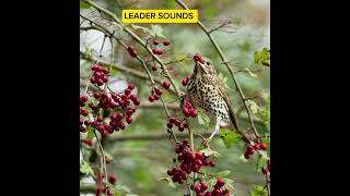 song thrush turdus تغريد صوت السمن [upl. by Zolly342]