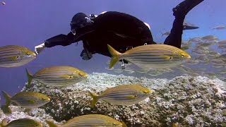 براري جمال الاعماق اكتشاف مخلوقات عالم المحيطات Ocean world creatures [upl. by Pate]