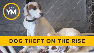 Dog Theft on the Rise  Your Morning [upl. by Dympha]