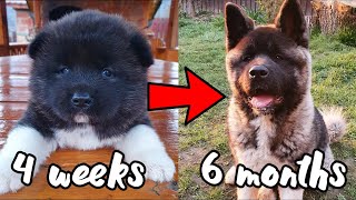 American Akita puppy growth from 4 weeks to 6 months old  compilation [upl. by Neeluqcaj]