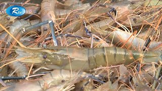 আধুনিক পদ্ধতিতে গলদা চিংড়ি চাষ  Lobster farming in modern way  Rtv Krishi [upl. by Bishop]