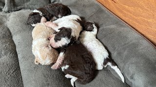 Funny video Lagotto romagnolo puppies [upl. by Steinke]