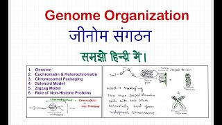 Genome Organization Solenoid model nonhistone proteins  Molecular Biology  CSIRJRF  ICARNET [upl. by Aikemet]