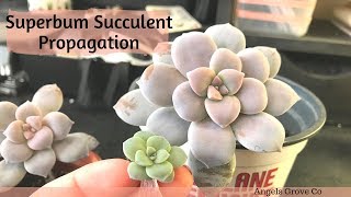 Succulent Propagation Graptopetalum Superbum  Angels Grove Co [upl. by Lillian897]