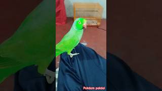 Parrot talking 🦜 and playing parrot 🦜 ASMR satisfying shorts music parrot comedy asmr funny [upl. by Breed]