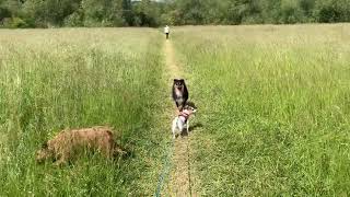 Hinksey Meadows and Dogs [upl. by Annoya]