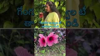 Herbal Tea2 Roselle flower tea shorts herbal travel garden nature organic roselle gongura [upl. by Anazus989]