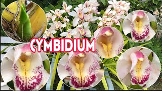 How To Care For Cymbidium Orchids Healthy While Living Outdoor [upl. by Cletus]