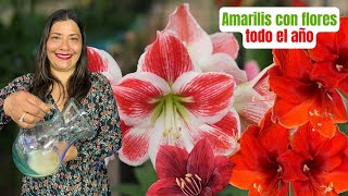 ¿Tus amarilis no florecen Secreto jardinero revelado amarilis [upl. by Sivert]