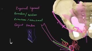 Inguinal ligament [upl. by Nilat470]