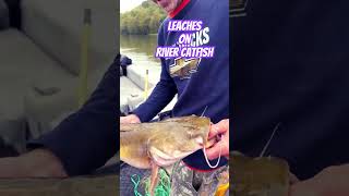 Get This Flathead Some Repellant fishingchannel [upl. by Acila]