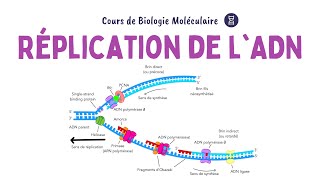 RÉPLICATION DE LADN  ACIDES NUCLÉIQUES  Biochimie Facile [upl. by Adahs]