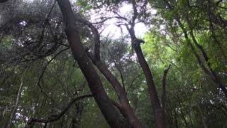 Ringtailed lemurs jumping [upl. by Aneehsak]