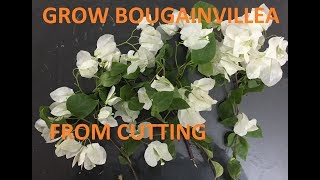 Grow bougainvillea from cutting  hindi [upl. by Starlene]