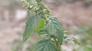 Amaranthus spinosus [upl. by Netsrejk]