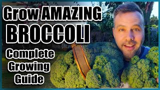 How to Grow Broccoli  Complete Guide  Seed to Harvest [upl. by Rois]