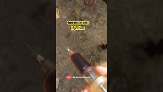 How to inject Intramuscularly intramuscularinjection IM injection in cow fieldveterinarian vet [upl. by Allehcram]