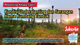 Kondisi Underplanting dan Serangan Hama Kumbang Tanduk [upl. by Marpet]