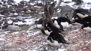 Skua eats chick penguin [upl. by Ilagam]