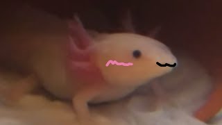 Axolotl yawning meme original meme [upl. by Ethbinium]