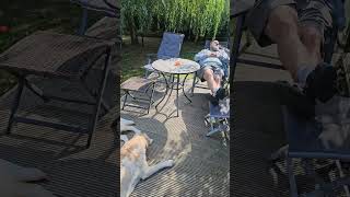 Mayfieldgarden Labradors Schnarcht da jemand Herrchen und Hunde genießen die Sonne und chillen [upl. by Aural]