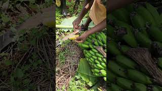 Peeling a Sweet Ripe Banana from a Banana Bunch  How to Pick a Banana off Tree [upl. by Draned]