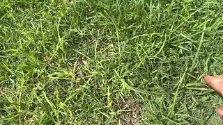 Killing kikuyu and paspalum day 60 [upl. by Eilatan]