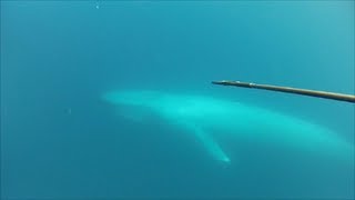 Blue Whale Encounter in the Blue [upl. by Lakym]