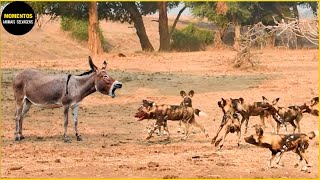 30 Momentos Em Que Animais Selvagens Azarados Mexem Com Os Predadores Errados  Animais Selvagens [upl. by Holladay]