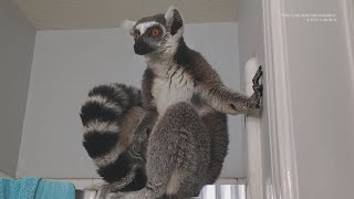 Endangered ringtailed lemur found roaming in Houstons Bear Creek Park [upl. by Jeremiah628]