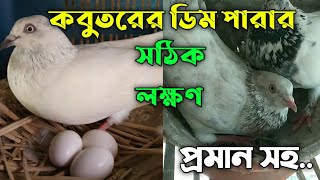 কবুতরের ডিম পাড়ার সঠিক লক্ষণ  কবুতরের ডিম দেওয়ার লক্ষণ  Kobutor Dim Parar Lokkhon  Kobutor Palon [upl. by Eupheemia]